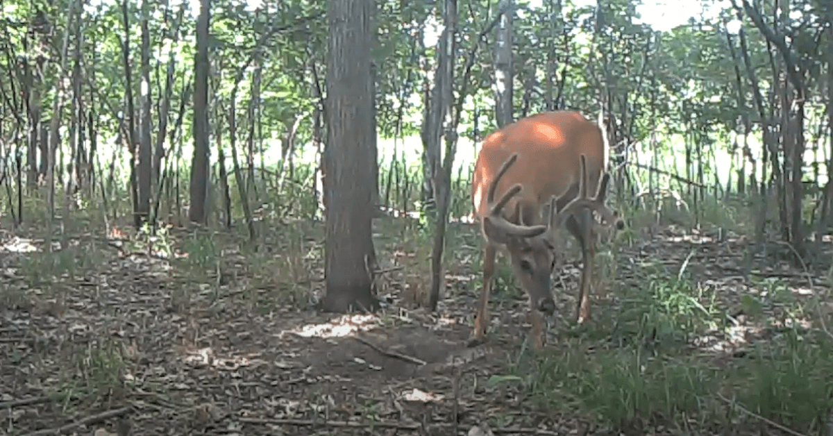 Proven Trail Camera Strategies for Locating Bucks